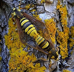 Summary of the Picos de Europa Lepidoptera Study, 2010